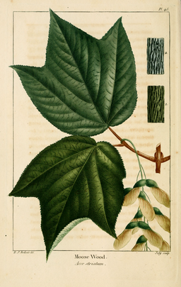 Illustration of a maple leaf in the book on the history of the forest trees of North America.