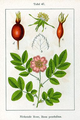 An illustration of an Alpine Rose (Rosa pendulina).