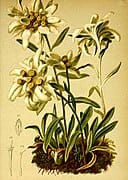 An illustration of Leontopodium nivale, commonly called edelweiss.