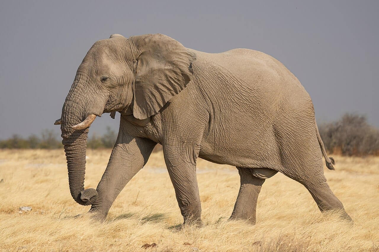 A bull elephant walks upon the golden grass of an African savannah, with dry brush in the background.