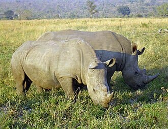 A pair of adult rhinoceroses graze on the green grass of an African savannah.