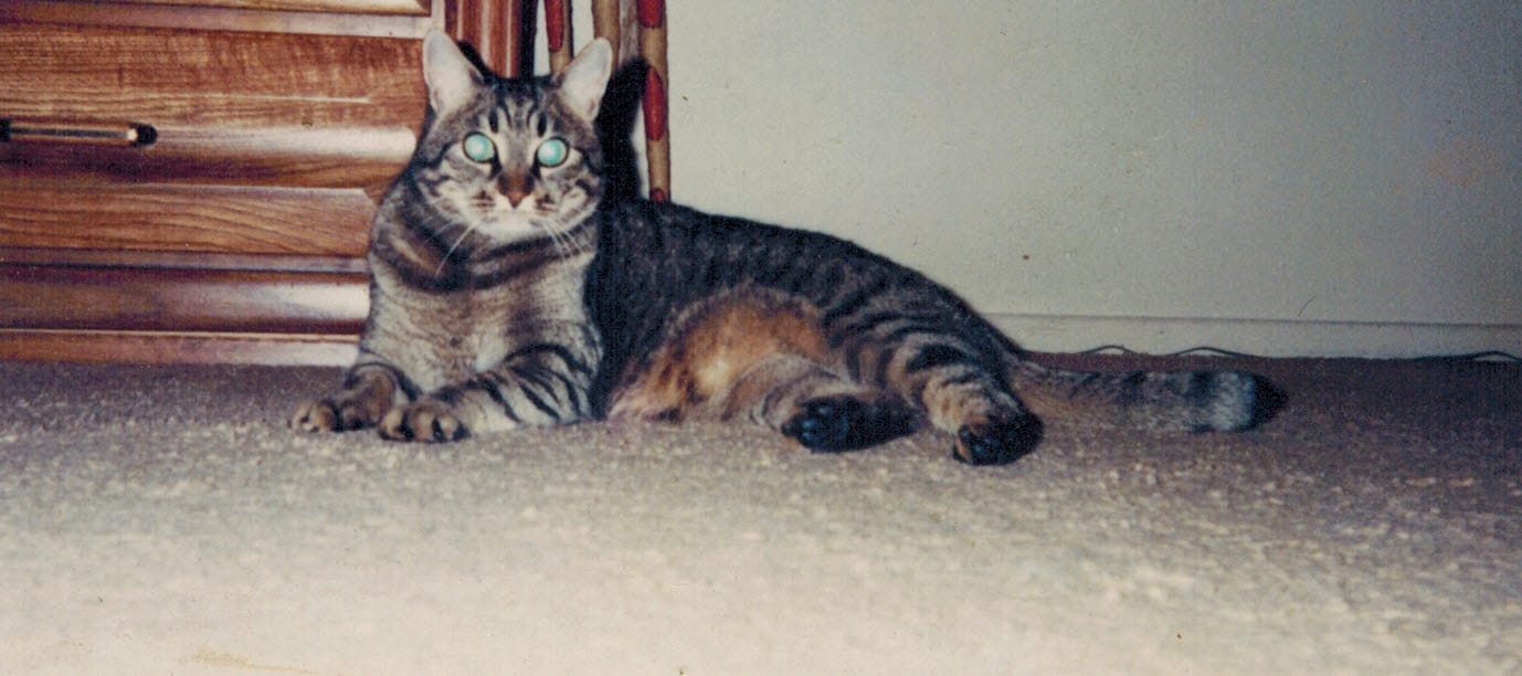A cat lies before a wall upon a carpeted floor, alert with an intent gaze toward the viewer.