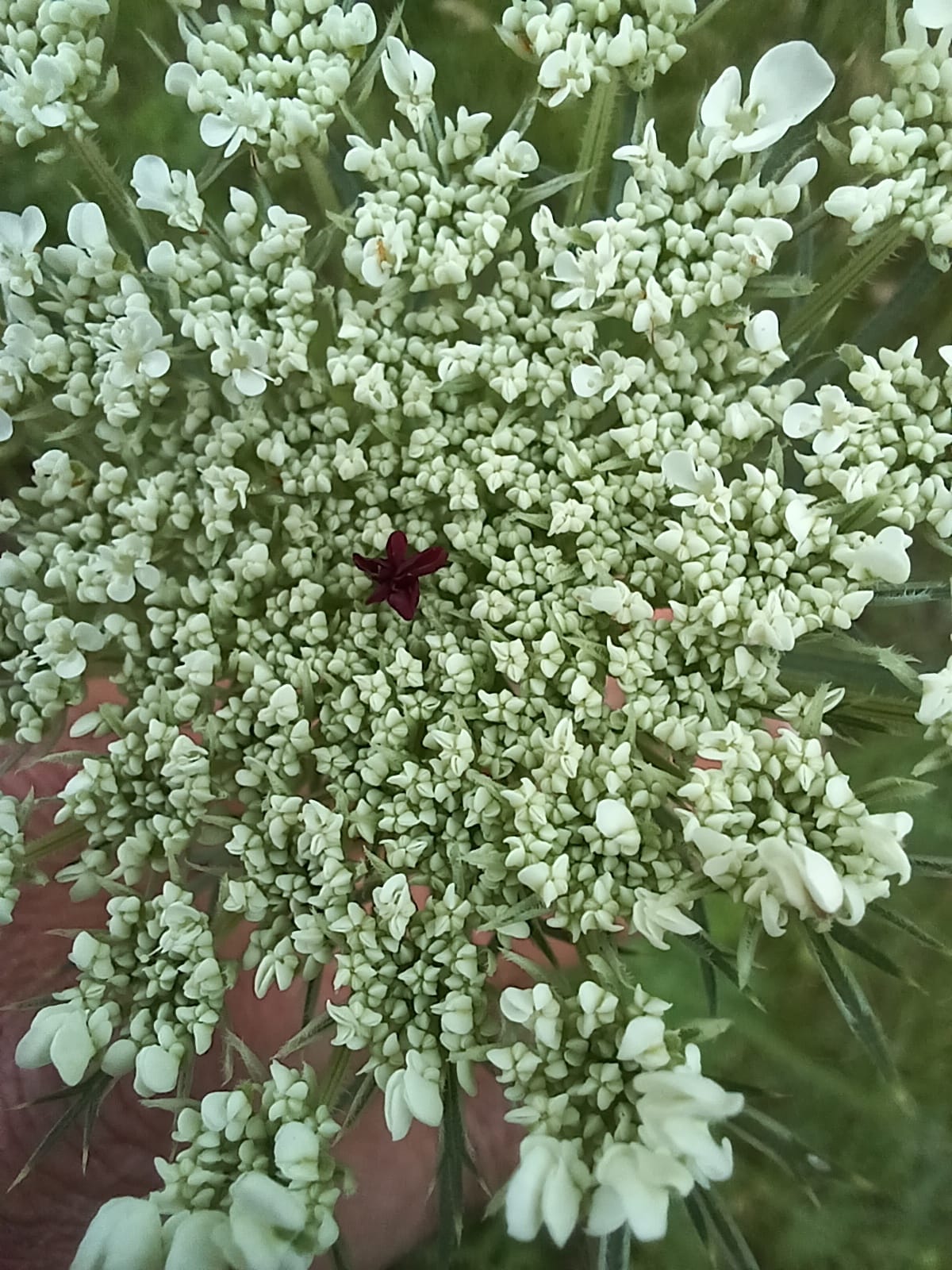 Disappearing Queen Anne’s Lace