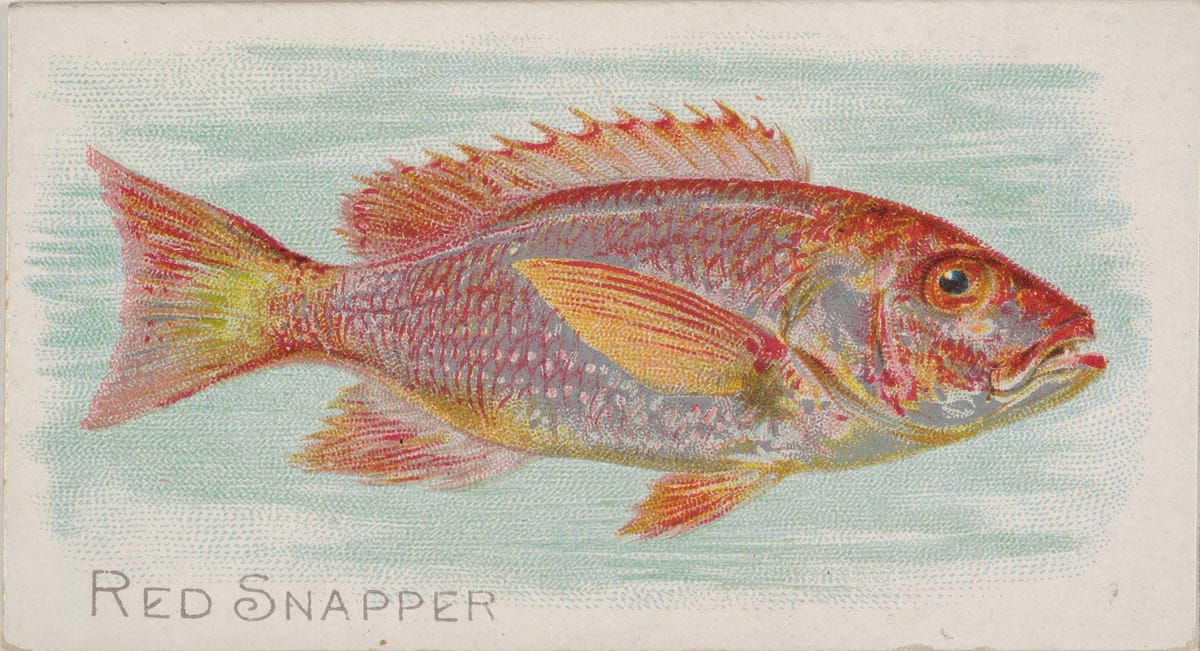 The Snapper That Would Not Die