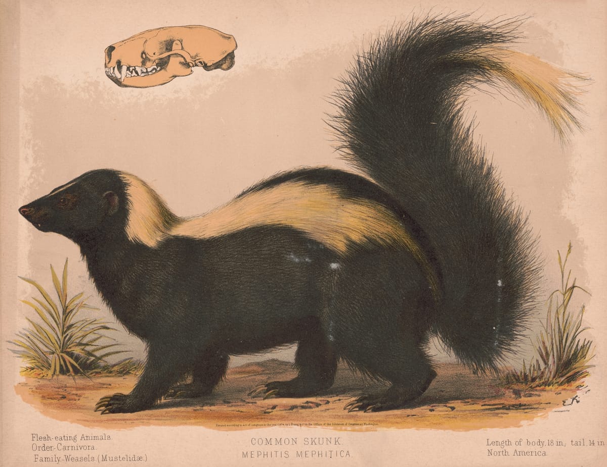 The Scent-sational Skunk and the Universe in a Drainage Ditch