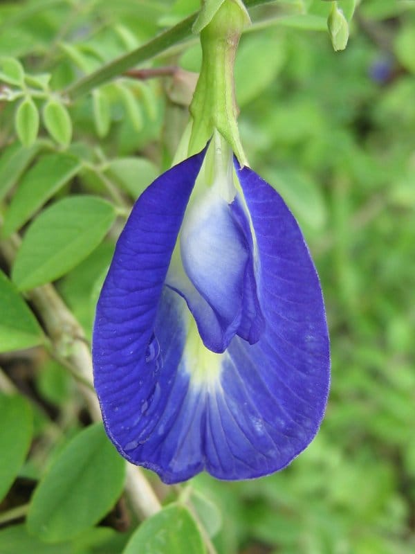 Clitoria Ternatea – a subtropical pea vine Srini G from Chennai, India – Usage permittedi via Wikimedia Commons