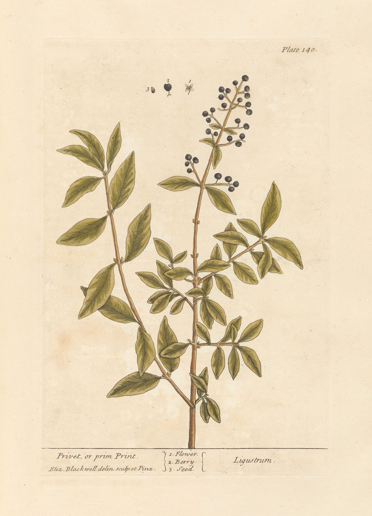 Image of a page with the illustration of a plant stem with leaves and berries.