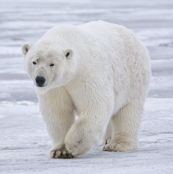 A large Polar Bear walks on ice towards the camera.