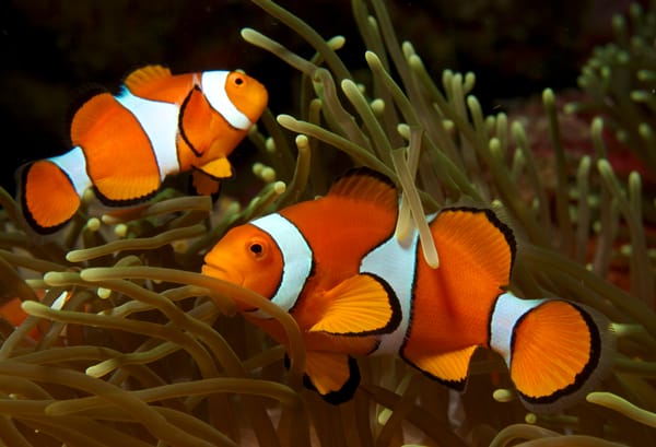 A photo of a clownfish with orange and white striped bars swimming among long fronds of sea anemone on a coral reef.