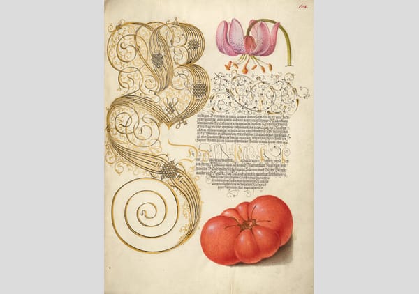 An illustrated manuscript page featuring a tomato below the text and a flower above. - 1500s public domain
