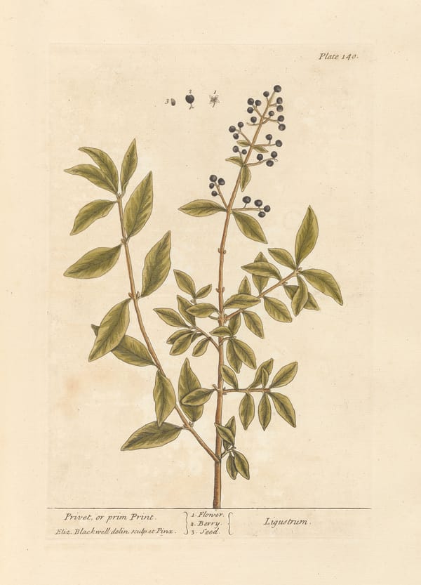 Image of a page with the illustration of a plant stem with leaves and berries.
