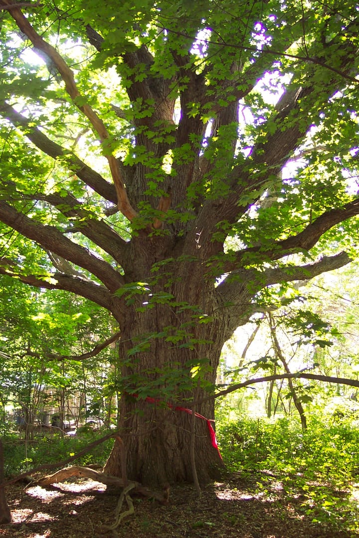 The Oldest Tree in Mississauga
