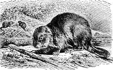 An artistic drawing of a beaver.