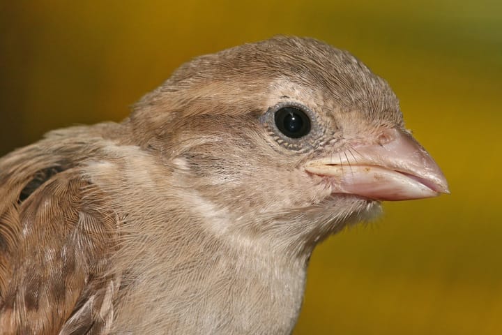 A close-up image of a Juvenile House Sparrow.