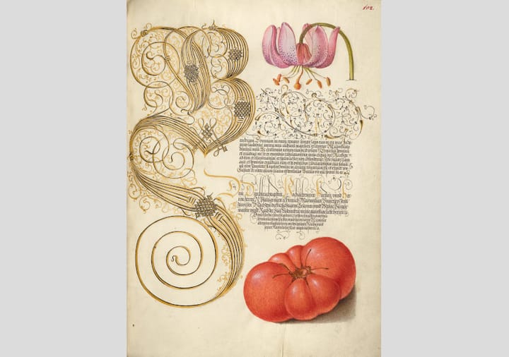 An illustrated manuscript page featuring a tomato below the text and a flower above. - 1500s public domain