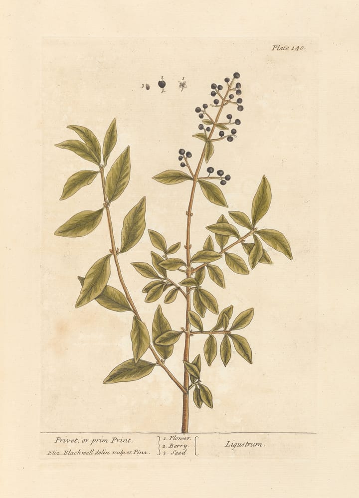 Image of a page with the illustration of a plant stem with leaves and berries.