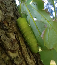 A caterpiller feeds upon leaves brushing against the trunk of a maple tree.