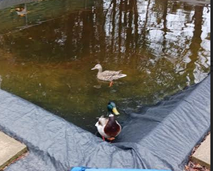 Two ducks, a mallard (male) and female, enjoy the still water on a tarp covering an in-ground swimming pool.