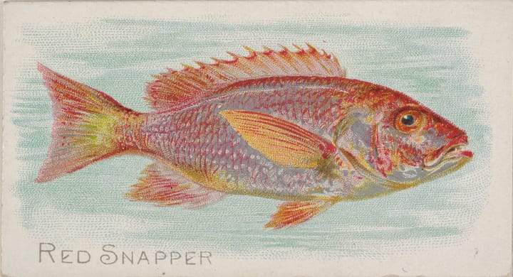 Watercolour painting of a reddish fish on bluish background with label "Red Snapper".