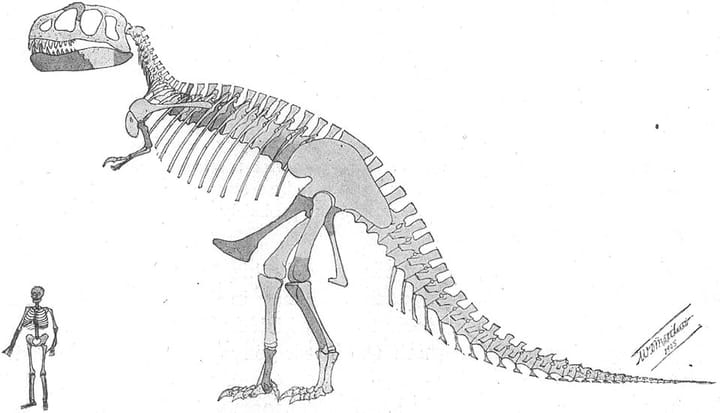 An illustration showing the relative size of a Tyranosaurus rex skeleton with that of a human being.